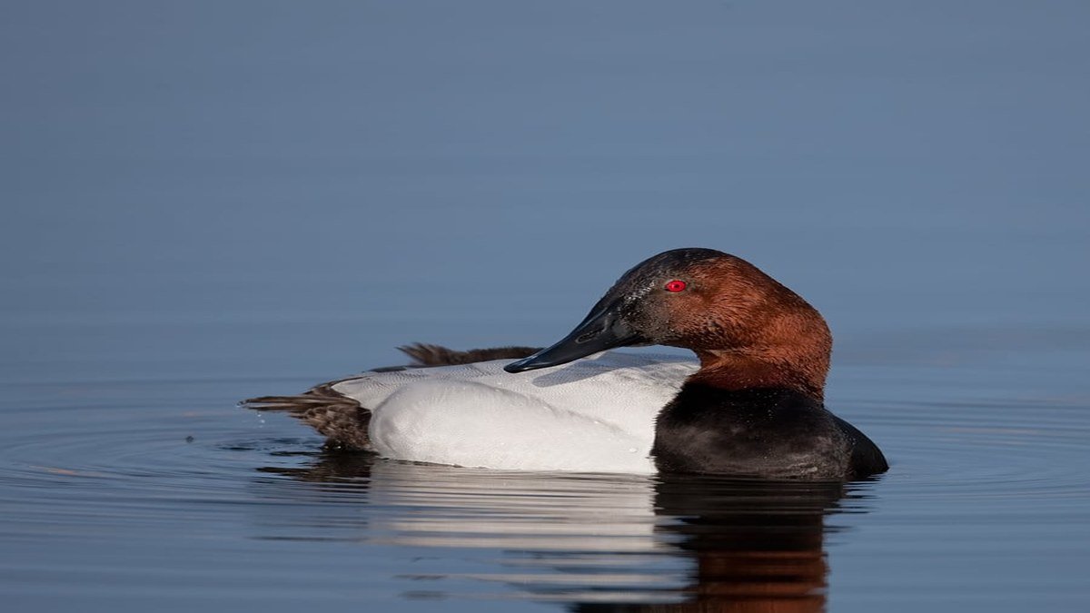 Canvasback product image