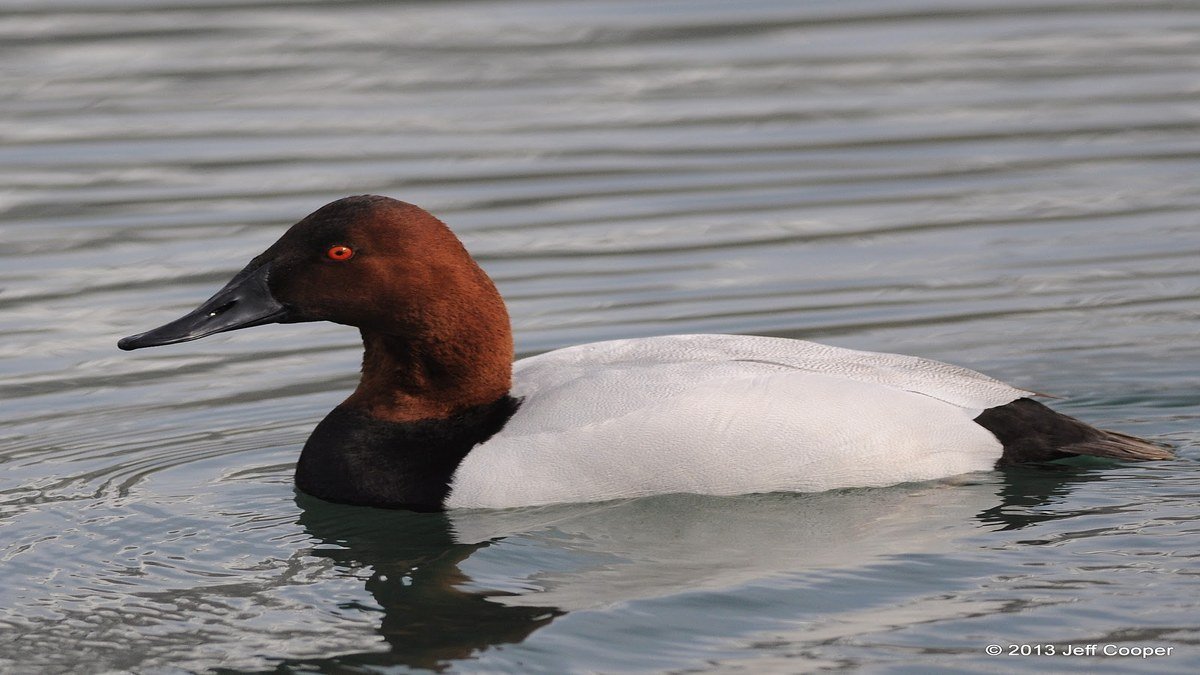 Canvasback product image