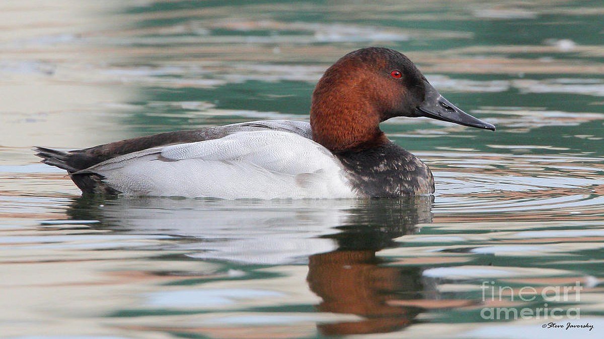 Canvasback product image