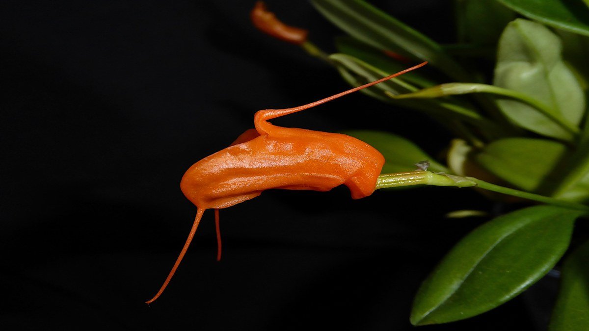 Ediblearrangements product image
